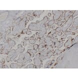 Immunohistochemistry - Anti-hCG beta Antibody (V0081) - Antibodies.com