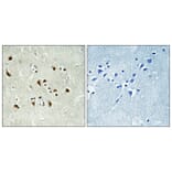 Immunohistochemistry - Anti-TUBGCP6 Antibody (C15874) - Antibodies.com