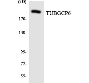 Western Blot - Anti-TUBGCP6 Antibody (R12-3659) - Antibodies.com