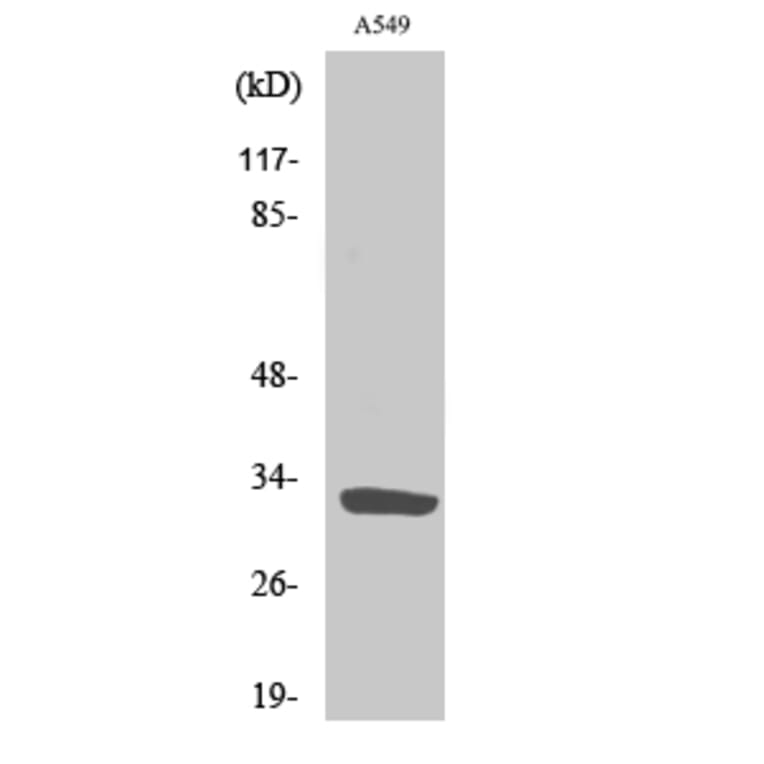 Western Blot - Anti-SLC39A9 Antibody (C19626) - Antibodies.com