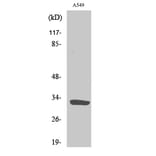 Western Blot - Anti-SLC39A9 Antibody (C19626) - Antibodies.com