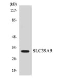 Western Blot - Anti-SLC39A9 Antibody (R12-3531) - Antibodies.com