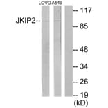 Western Blot - Anti-JAKMIP2 Antibody (C11472) - Antibodies.com