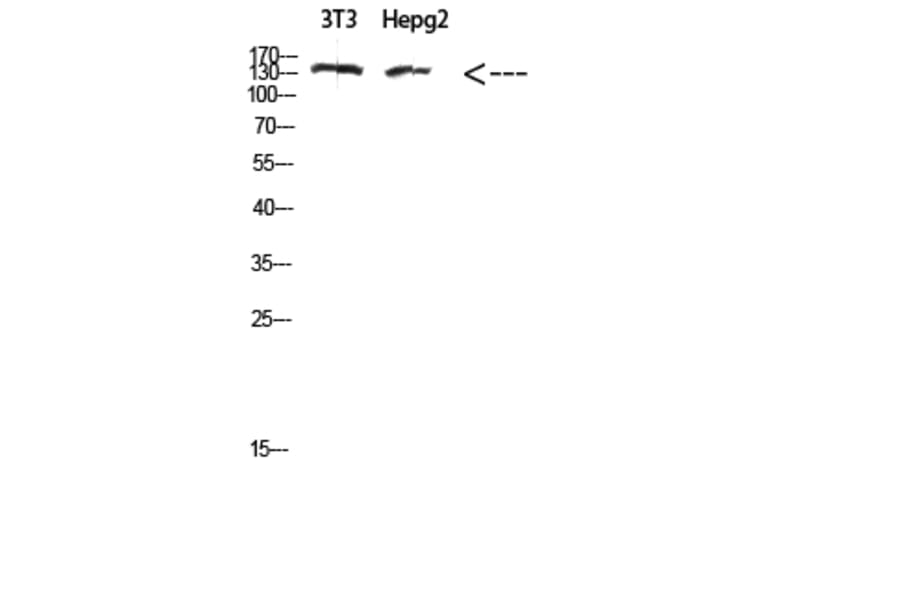 Western Blot - Anti-COL17A1 Antibody (C31075) - Antibodies.com