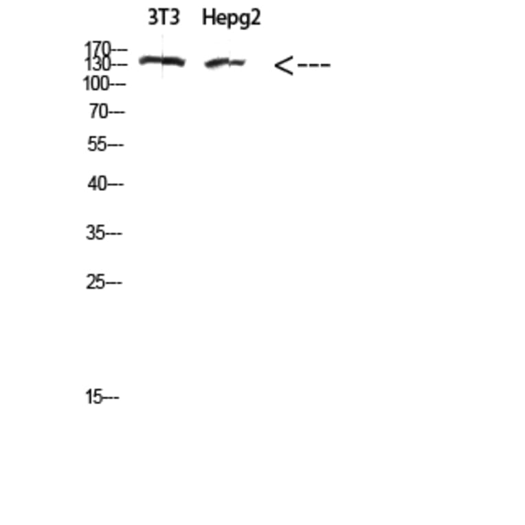 Western Blot - Anti-COL17A1 Antibody (C31075) - Antibodies.com