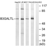 Western Blot - Anti-B3GALTL Antibody (C14717) - Antibodies.com
