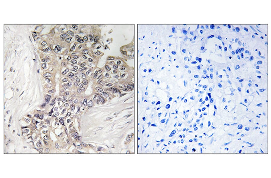 Immunohistochemistry - Anti-B3GALTL Antibody (C14717) - Antibodies.com