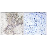 Immunohistochemistry - Anti-B3GALTL Antibody (C14717) - Antibodies.com