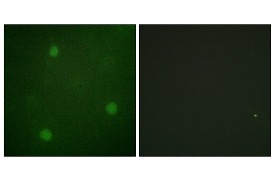 Immunofluorescence - Anti-Artemis Antibody (B0456) - Antibodies.com
