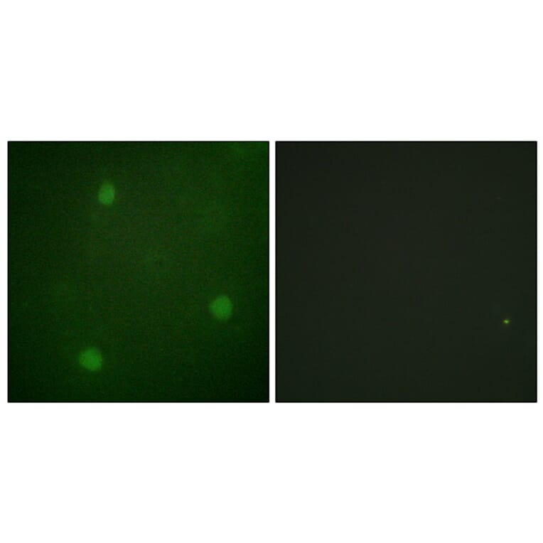 Immunofluorescence - Anti-Artemis Antibody (B0456) - Antibodies.com