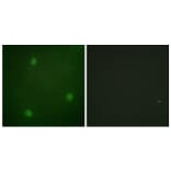 Immunofluorescence - Anti-Artemis Antibody (B0456) - Antibodies.com