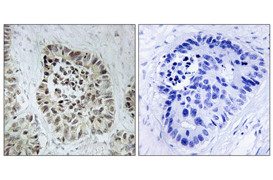 Immunohistochemistry - Anti-Artemis Antibody (B0456) - Antibodies.com