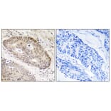 Immunohistochemistry - Anti-ALS2CR8 Antibody (C14463) - Antibodies.com