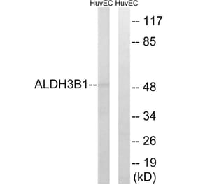 Western Blot - Anti-ALDH3B1 Antibody (C14386) - Antibodies.com