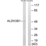 Western Blot - Anti-ALDH3B1 Antibody (C14386) - Antibodies.com