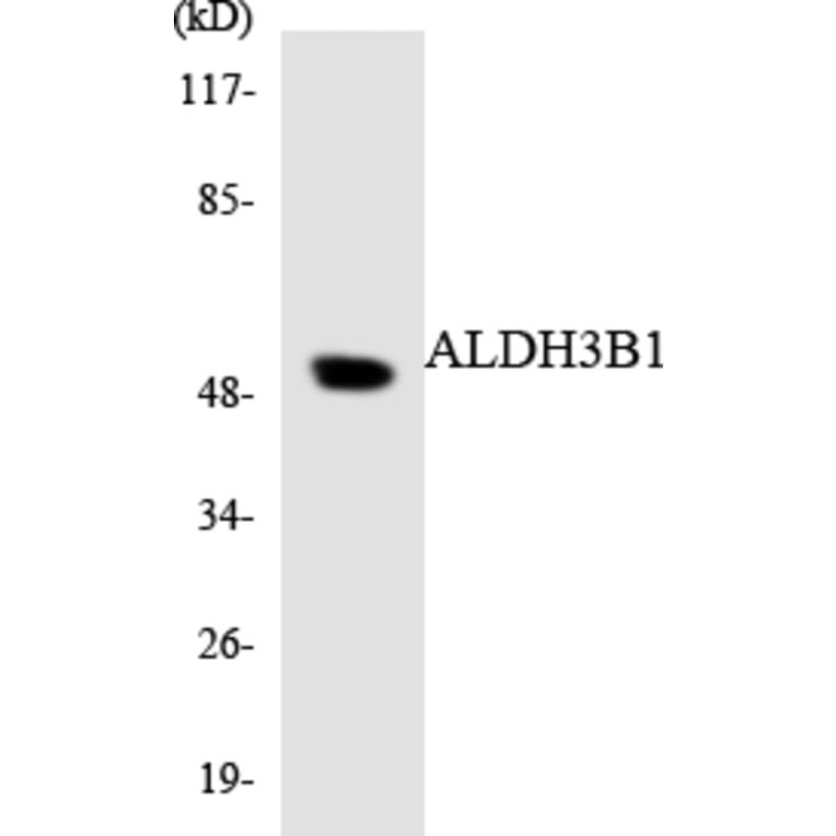 Western Blot - Anti-ALDH3B1 Antibody (R12-2475) - Antibodies.com