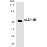 Western Blot - Anti-ALDH3B1 Antibody (R12-2475) - Antibodies.com