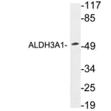 Western Blot - Anti-ALDH3A1 Antibody (R12-2017) - Antibodies.com