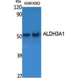 Western Blot - Anti-ALDH3A1 Antibody (R12-2017) - Antibodies.com