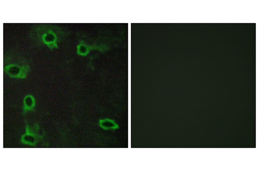 Immunofluorescence - Anti-ADORA2A Antibody (G020) - Antibodies.com