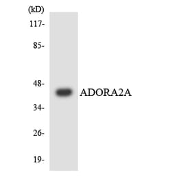 Western Blot - Anti-ADORA2A Antibody (R12-2452) - Antibodies.com