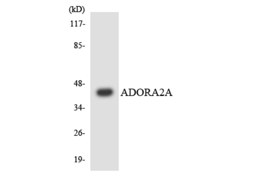 Western Blot - Anti-ADORA2A Antibody (R12-2452) - Antibodies.com