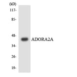Western Blot - Anti-ADORA2A Antibody (R12-2452) - Antibodies.com