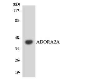 Western Blot - Anti-ADORA2A Antibody (R12-2453) - Antibodies.com