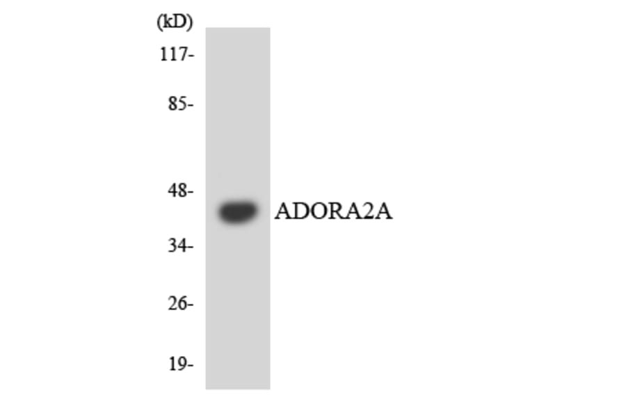 Western Blot - Anti-ADORA2A Antibody (R12-2453) - Antibodies.com