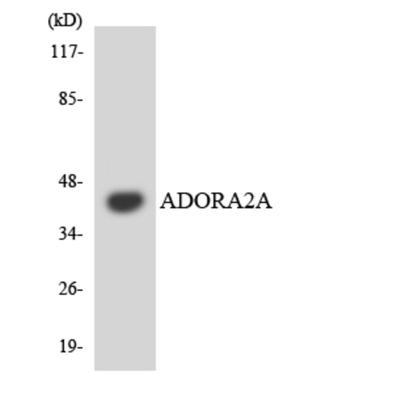 Western Blot - Anti-ADORA2A Antibody (R12-2453) - Antibodies.com