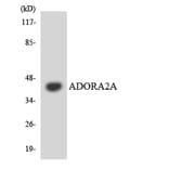 Western Blot - Anti-ADORA2A Antibody (R12-2453) - Antibodies.com