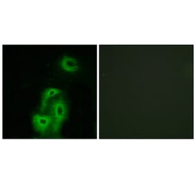 Immunofluorescence - Anti-5-HT-2A Antibody (C12013) - Antibodies.com