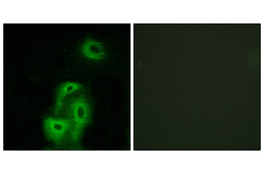 Immunofluorescence - Anti-5-HT-2A Antibody (C12013) - Antibodies.com