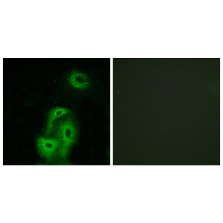 Immunofluorescence - Anti-5-HT-2A Antibody (C12013) - Antibodies.com