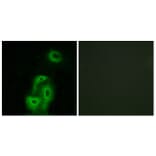 Immunofluorescence - Anti-5-HT-2A Antibody (C12013) - Antibodies.com