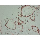 Immunohistochemistry - Anti-S100A6 Antibody (V0146) - Antibodies.com