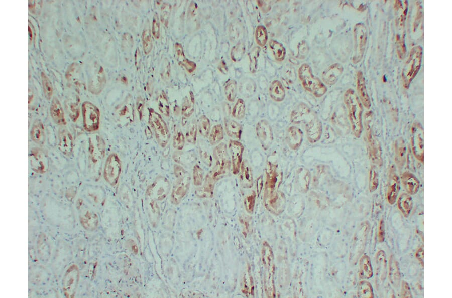 Immunohistochemistry - Anti-S100A1 Antibody (V0121) - Antibodies.com
