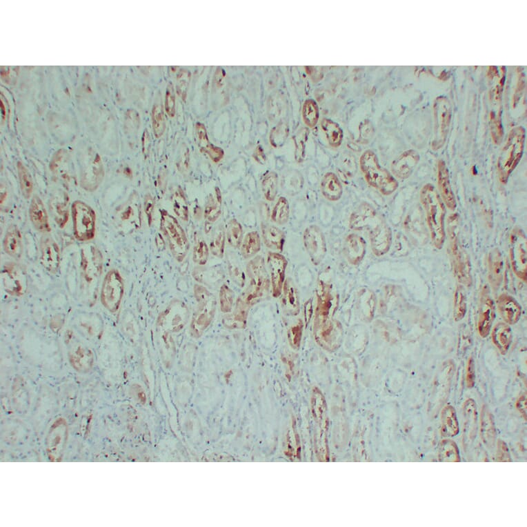 Immunohistochemistry - Anti-S100A1 Antibody (V0121) - Antibodies.com