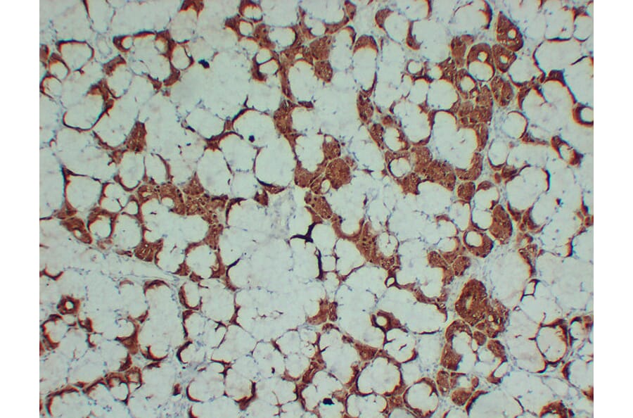Immunohistochemistry - Anti-S100A1 Antibody (V0121) - Antibodies.com