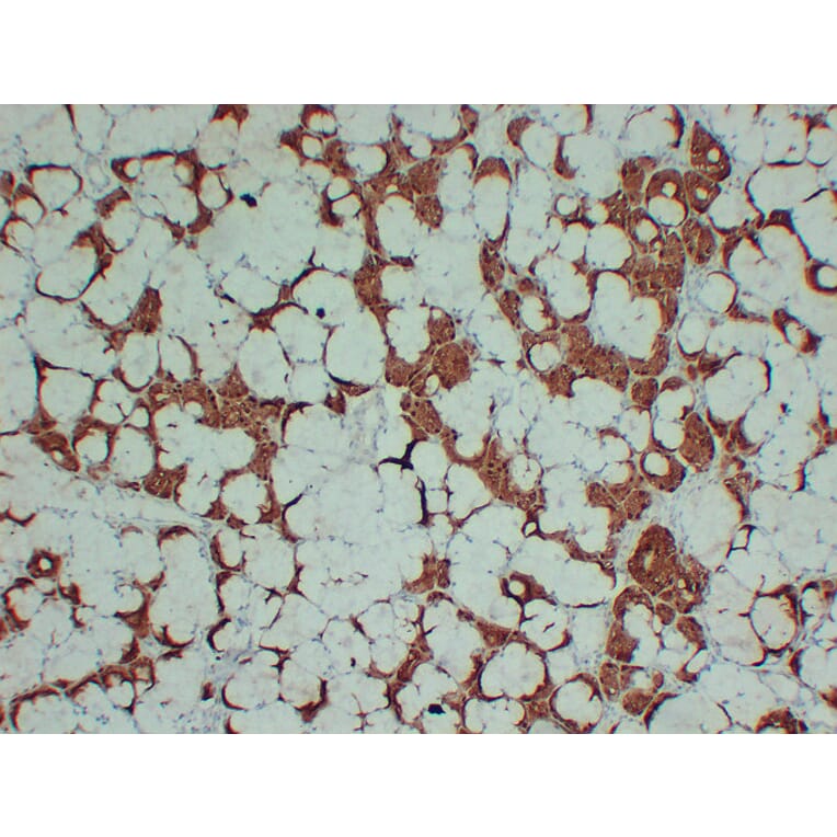 Immunohistochemistry - Anti-S100A1 Antibody (V0121) - Antibodies.com