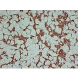 Immunohistochemistry - Anti-S100A1 Antibody (V0121) - Antibodies.com