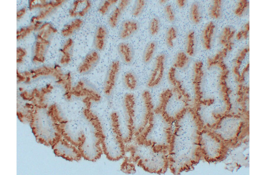 Immunohistochemistry - Anti-MUC5AC Antibody (V0097) - Antibodies.com