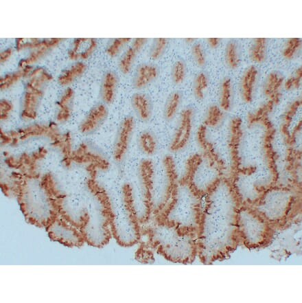 Immunohistochemistry - Anti-MUC5AC Antibody (V0097) - Antibodies.com
