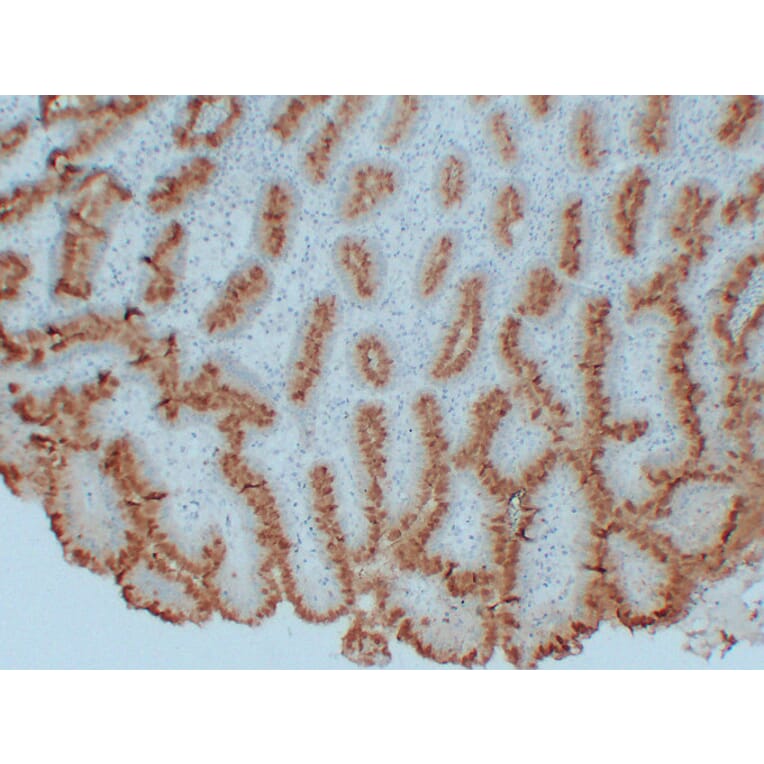 Immunohistochemistry - Anti-MUC5AC Antibody (V0097) - Antibodies.com