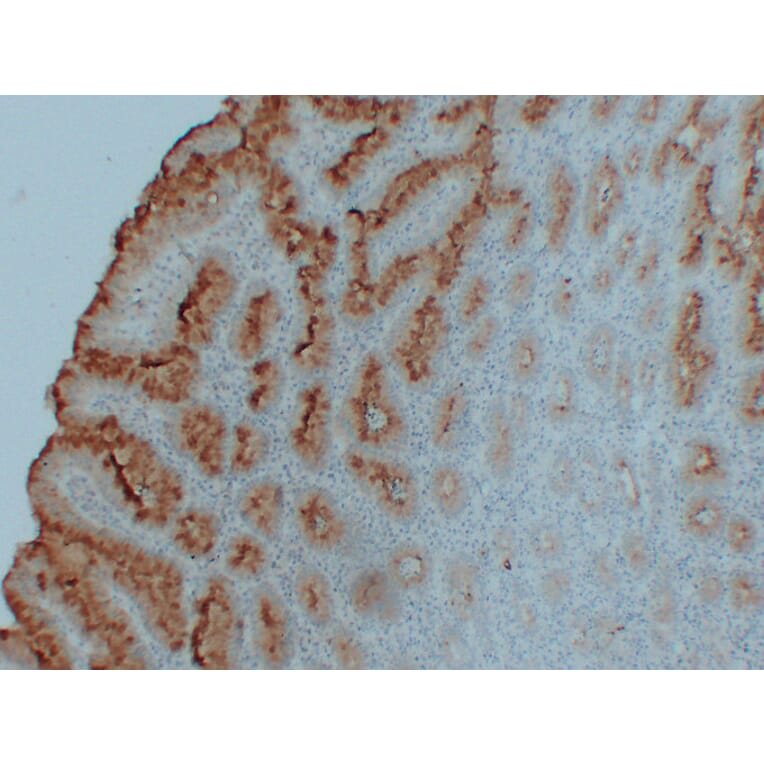 Immunohistochemistry - Anti-MUC5AC Antibody (V0097) - Antibodies.com