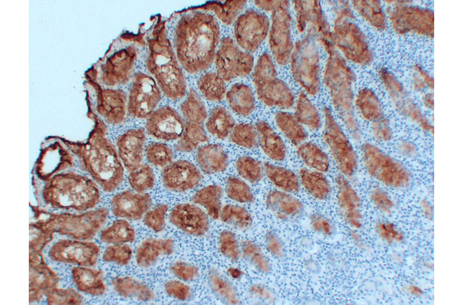 Immunohistochemistry - Anti-MUC5AC Antibody (V0097) - Antibodies.com