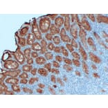 Immunohistochemistry - Anti-MUC5AC Antibody (V0097) - Antibodies.com