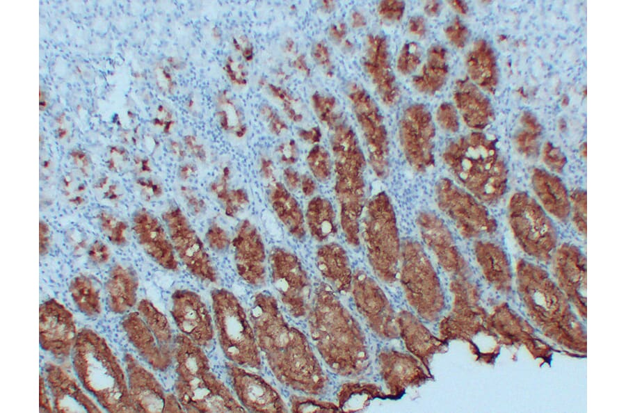 Immunohistochemistry - Anti-MUC5AC Antibody (V0097) - Antibodies.com
