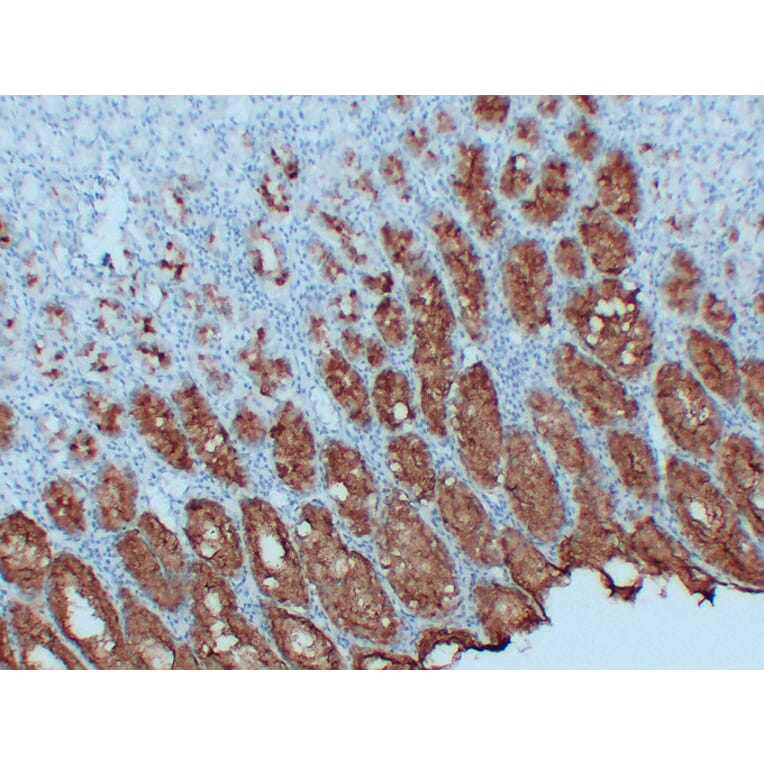 Immunohistochemistry - Anti-MUC5AC Antibody (V0097) - Antibodies.com