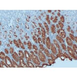 Immunohistochemistry - Anti-MUC5AC Antibody (V0097) - Antibodies.com